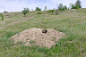 В Саратовской области посчитали сурков 